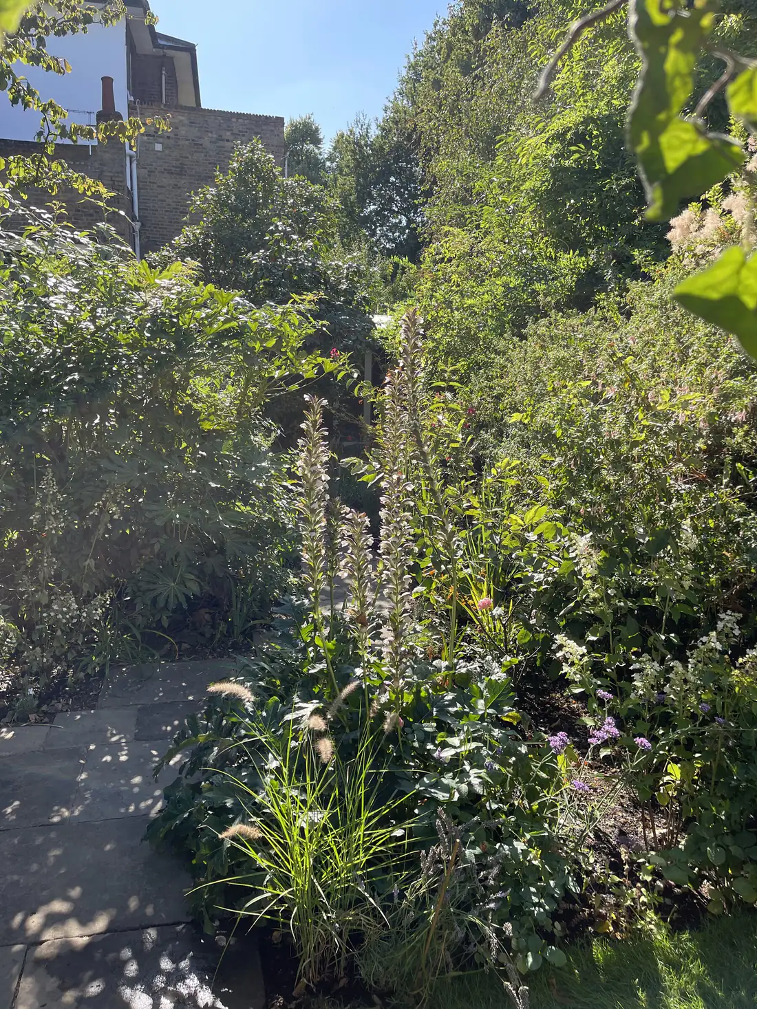 Acanthus in flower in a sunlit London border beside a stone path