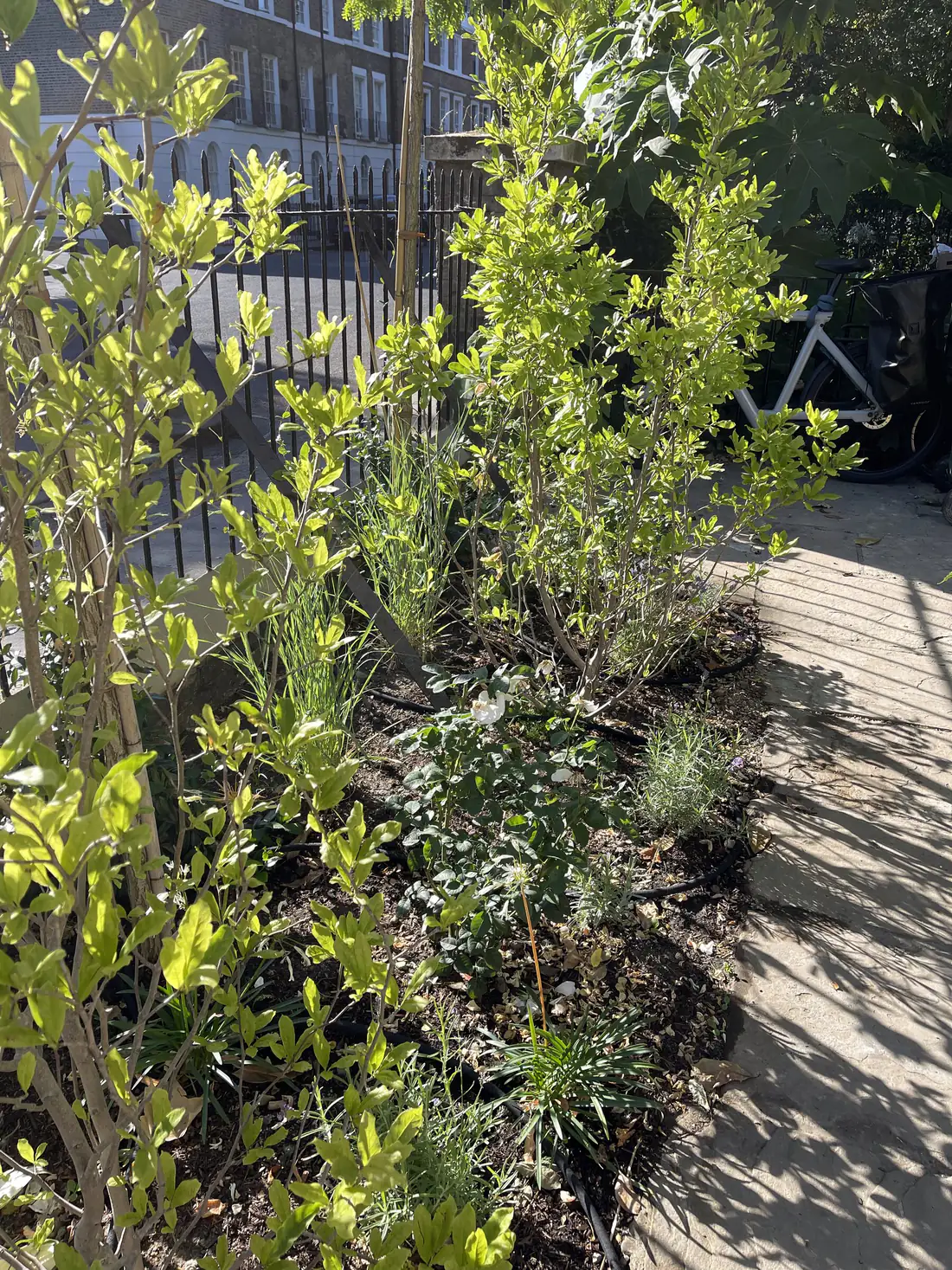 Black inline drip line laid through a planted border alongside a paved path in a London front garden
