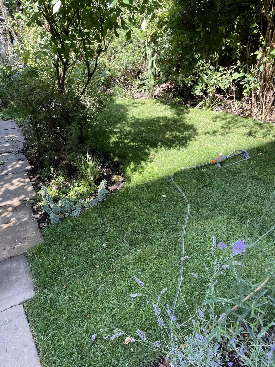 A hosepipe running across a small London lawn to a sprinkler fitting lying on the grass