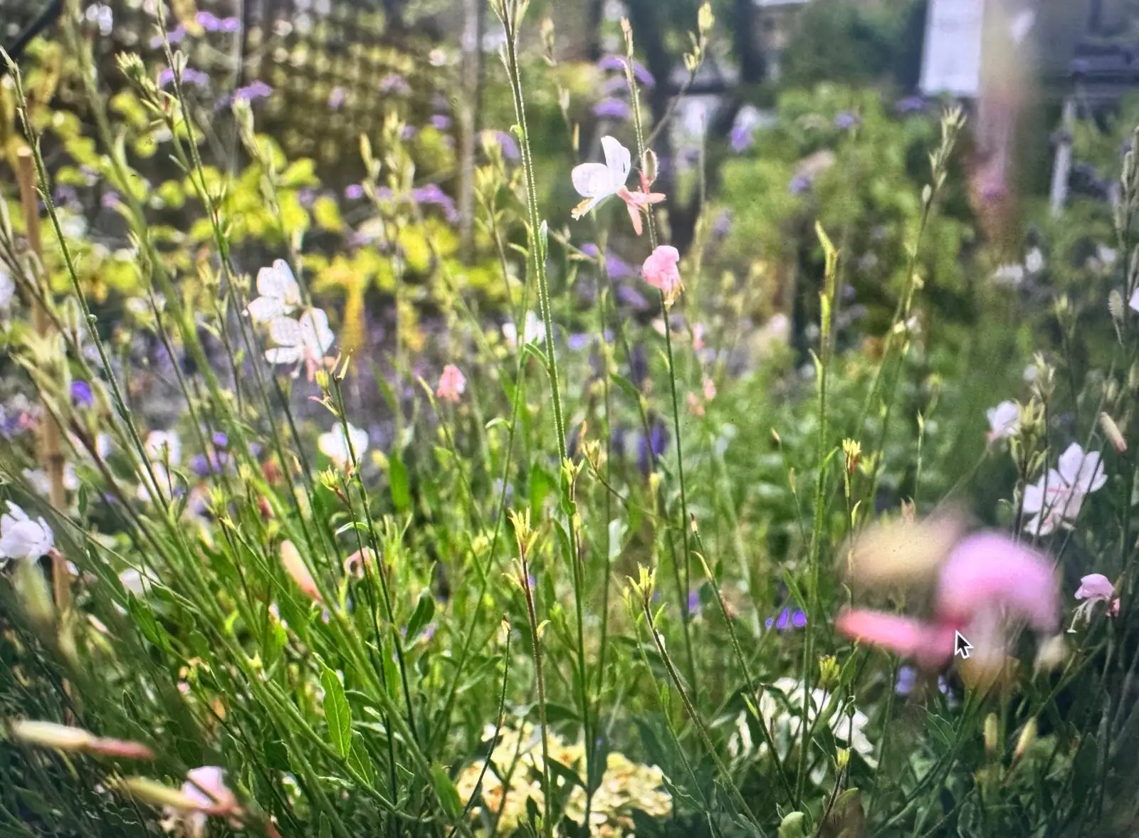 Gaura flowers catching low light in a densely planted London border