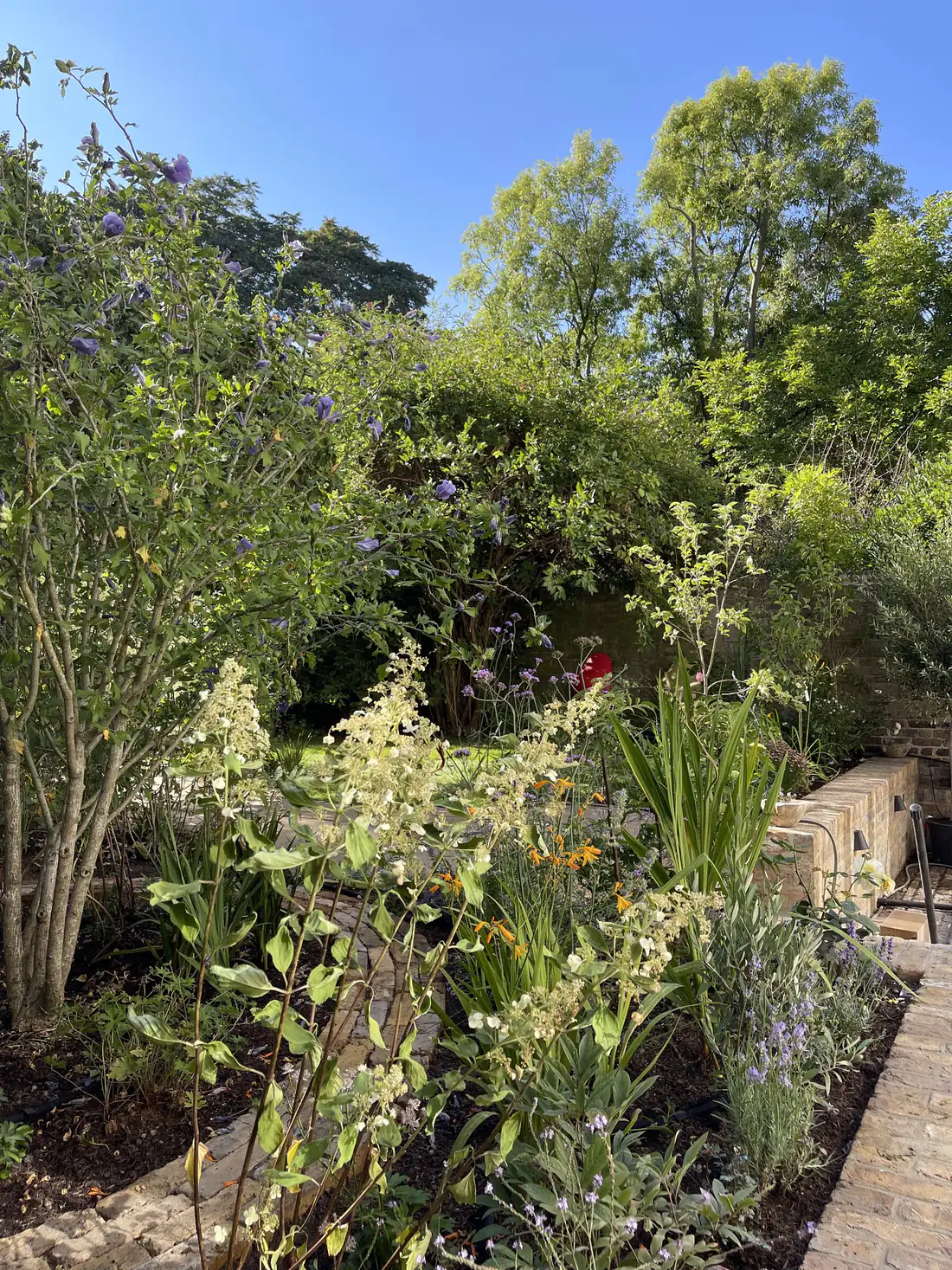 A walled London garden with hibiscus, hydrangea and a raised stone bed under a clear sky